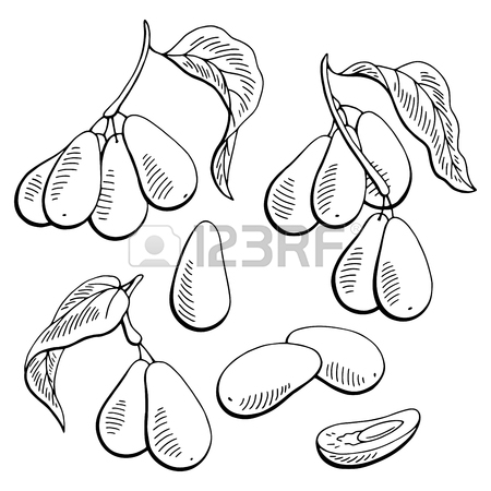 450x450 96 Dogwood Tree Stock Vector Illustration And Royalty Free Dogwood