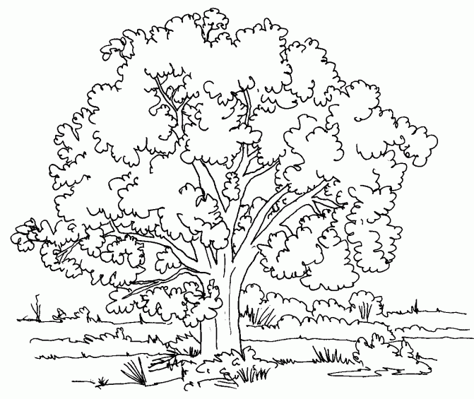 671x565 Coloring Pages Coloring Page Of Tree Coloring Page Of Family