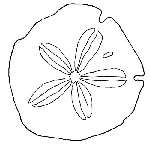 500x494 Sand Dollar Coloring Page Seashells By Millhill