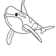 220x220 Dolphin Coloring Pages, Free Online Games, Drawing For Kids