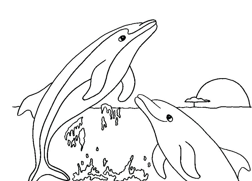877x630 Dolphin Coloring Book And Dolphin Coloring Page Adult Coloring