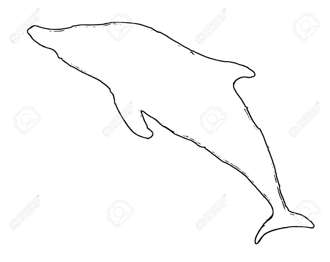 1300x1032 A Contour Drawing Of Dolphin Royalty Free Cliparts, Vectors,