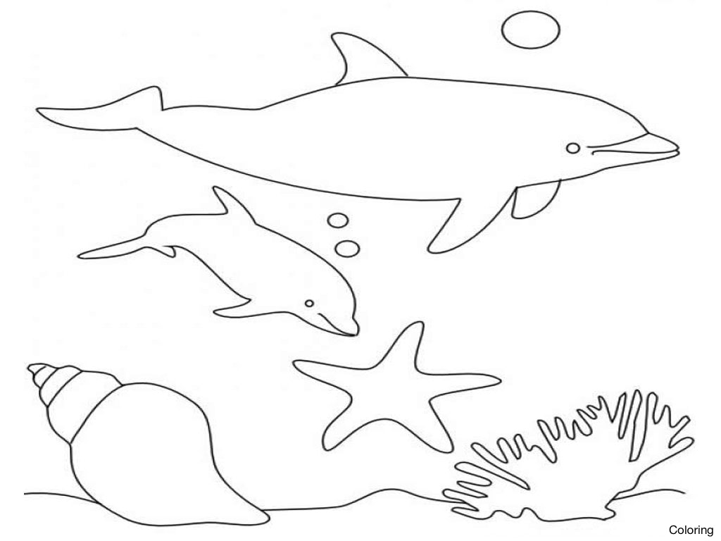 1024x768 Maxresdefault Dolphin For Kids Coloring 5 Facts About Dolphins 26f