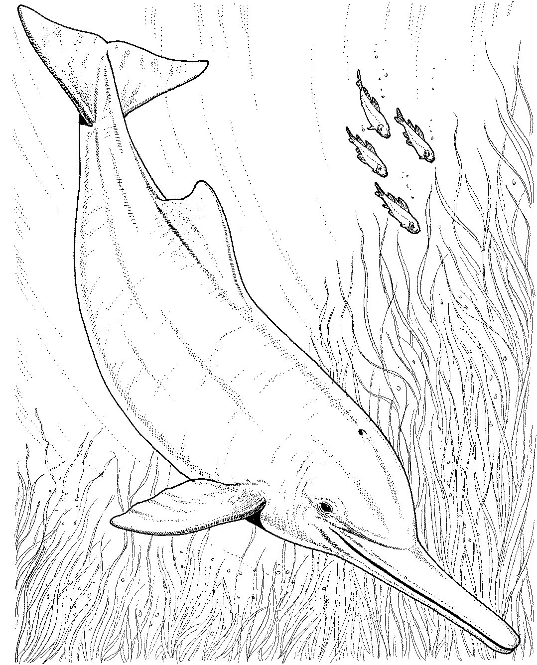 1078x1335 Dolphin Coloring Pages
