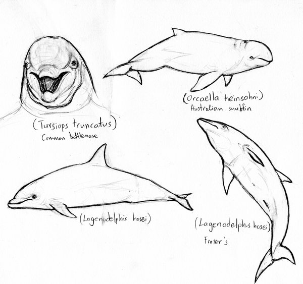 600x563 Dolphin Sketches 2 By Amorousdino
