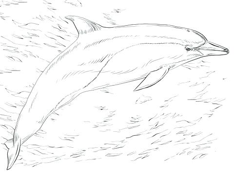480x360 Printable Dolphin Coloring Pages Dolphin To Color Printable