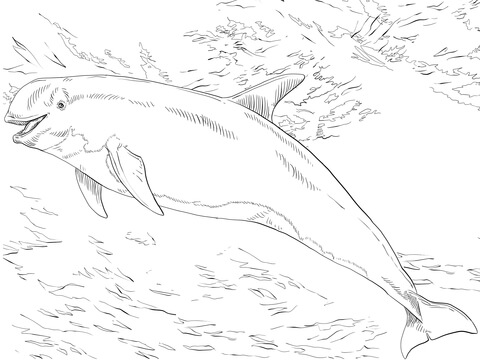 480x360 Risso's Dolphin Coloring Page Free Printable Coloring Pages