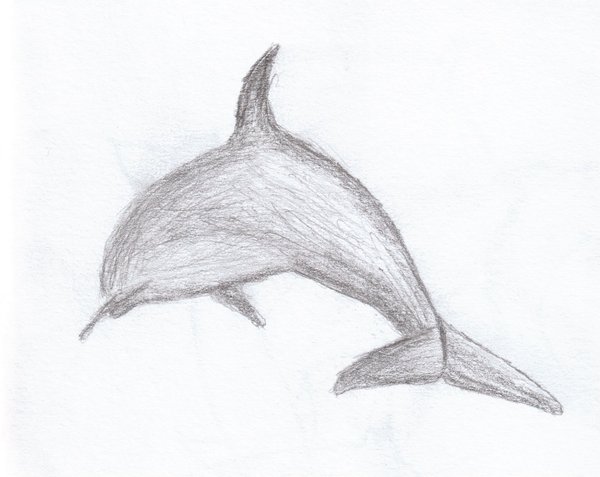 600x477 Dolphin Sketch 3 By S9991