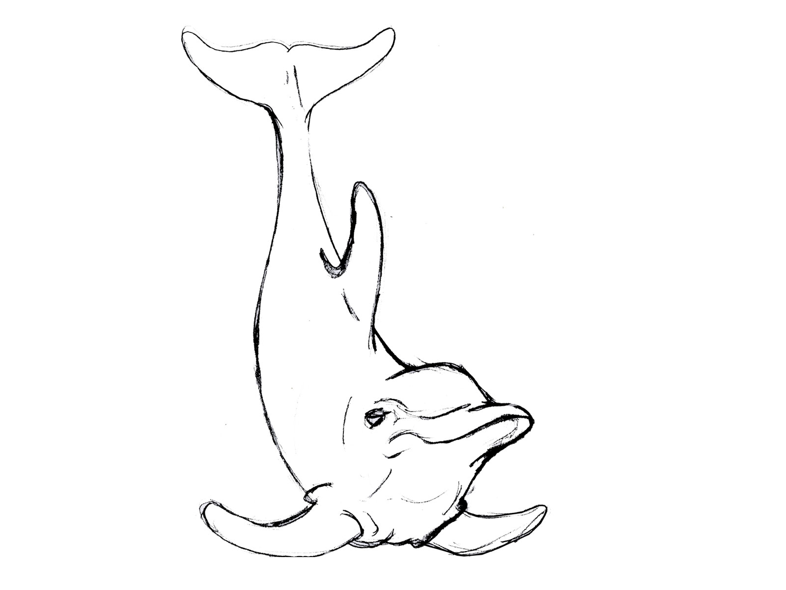 1600x1200 Index Of Wp Contentgallerycategory Dolphin Tattoos