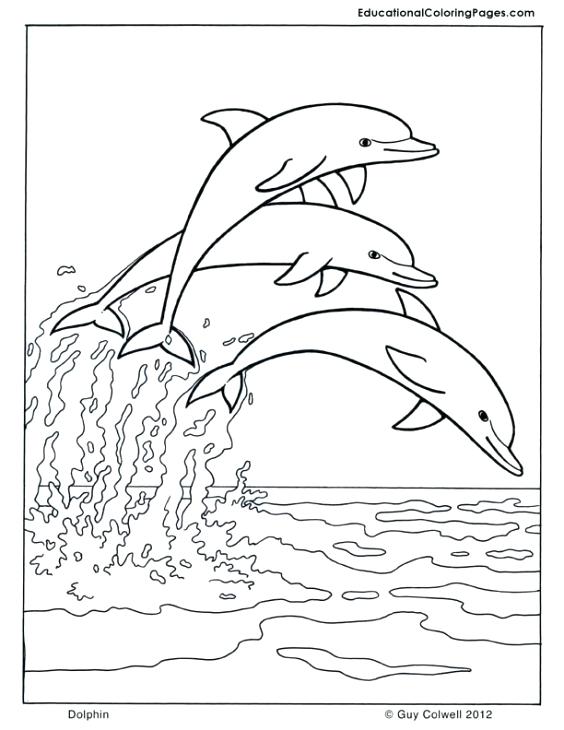 564x730 Dolphin Coloring Pages For Adults Cool How To Draw A Wise Best