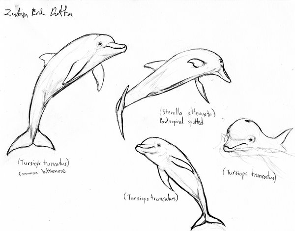 600x469 Dolphin Sketches 3 By Amorousdino