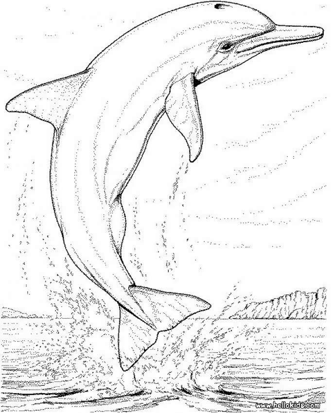 685x850 The Best Dolphin Coloring Pages Ideas On Adult