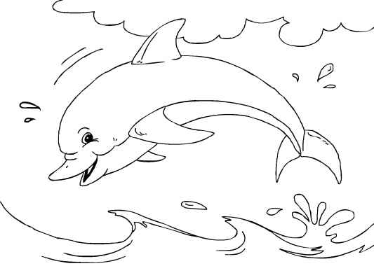 533x400 A Beautiful Dolphin Coloring Page For You To Color In. You'Ll Find