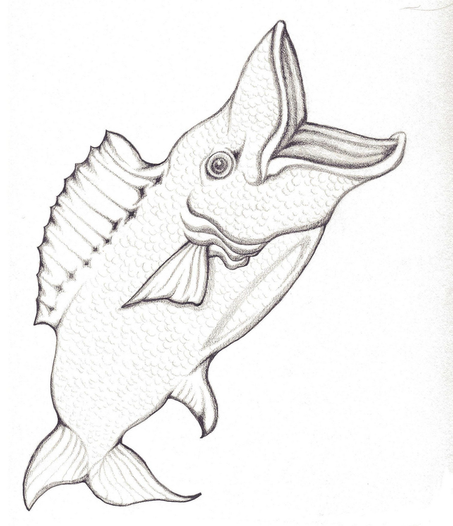 882x1024 The World's Best Photos Of Fish And Pencildrawings