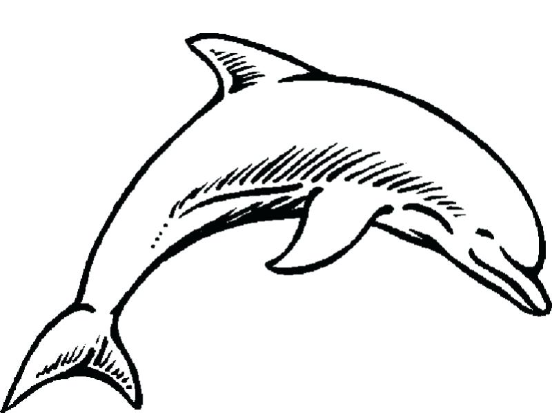 800x599 Dolphin Picture To Color