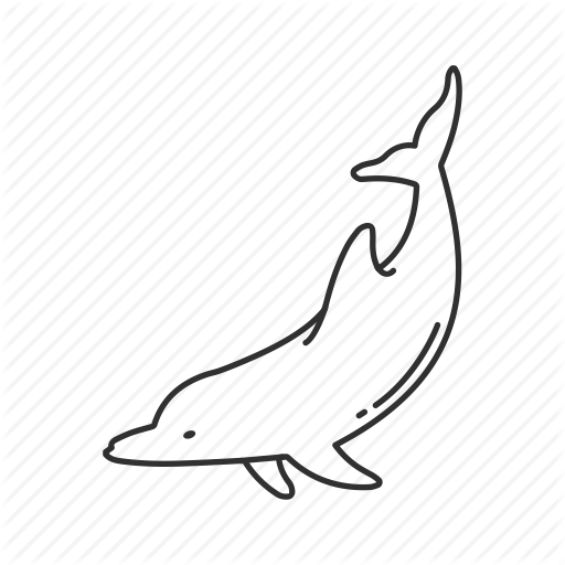 512x512 Common Dolphin, Delphinidae Family, Dolphin, Intelligent Animal