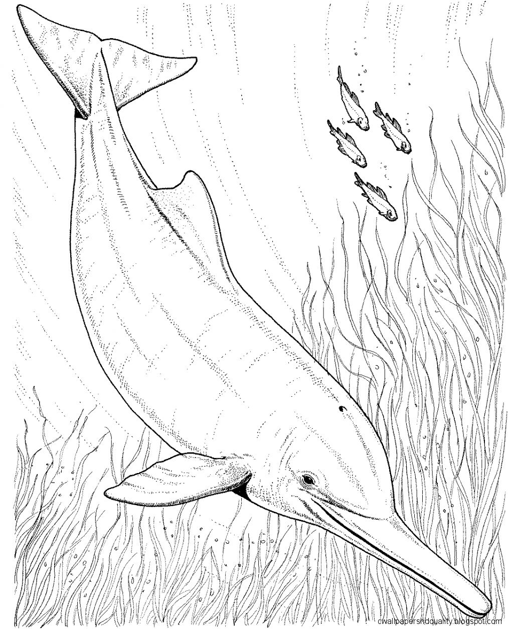 1013x1254 Pink River Dolphin Drawing Wallpapers Hd Quality