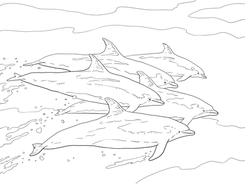 480x360 Bottlenose Dolphins School Coloring Page Free Printable Coloring
