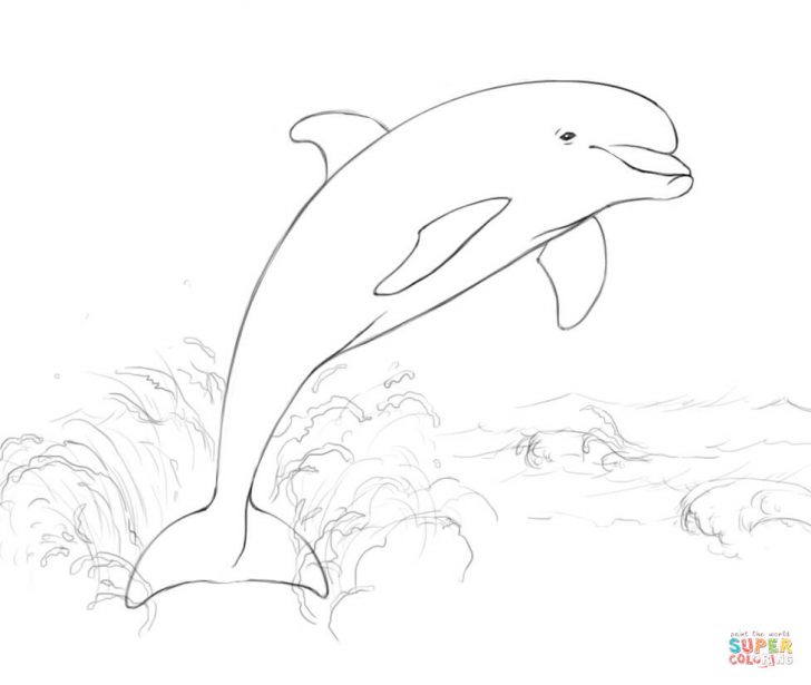 728x615 Printable Dolphin Coloring Pages For Kids Animal Place Picture