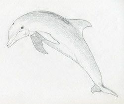 Dolphin Pencil Drawing
