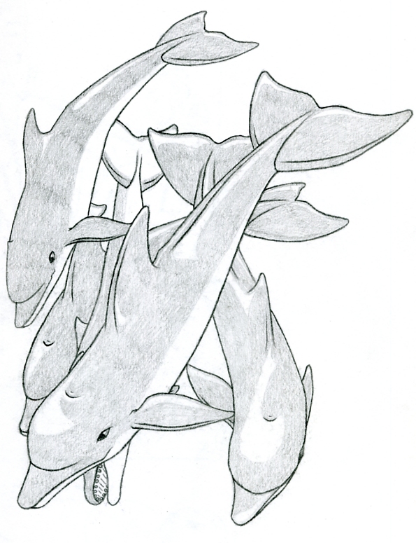 595x775 Dolphins In Pencil By Sandy87