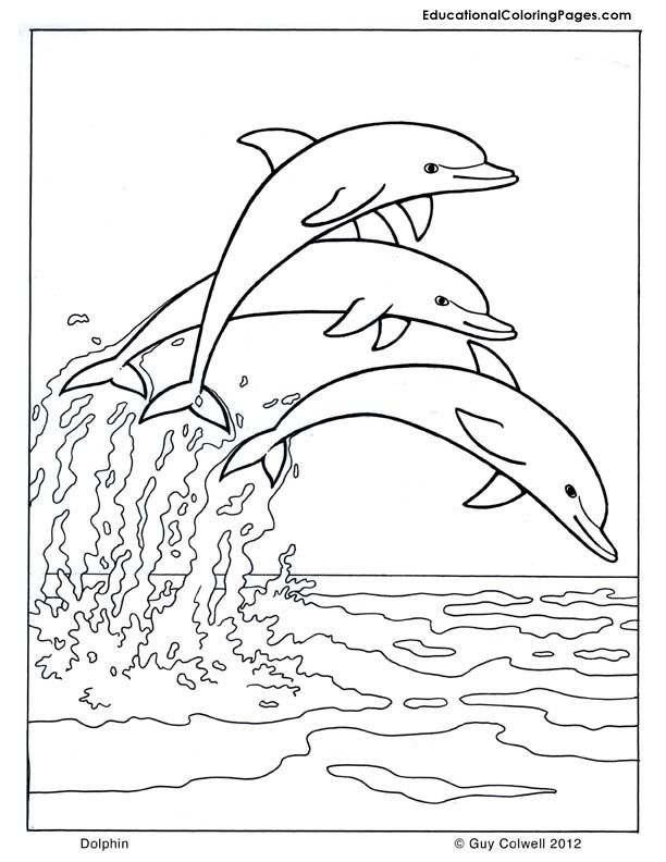 612x792 Drawn Dolphin Coloring Book