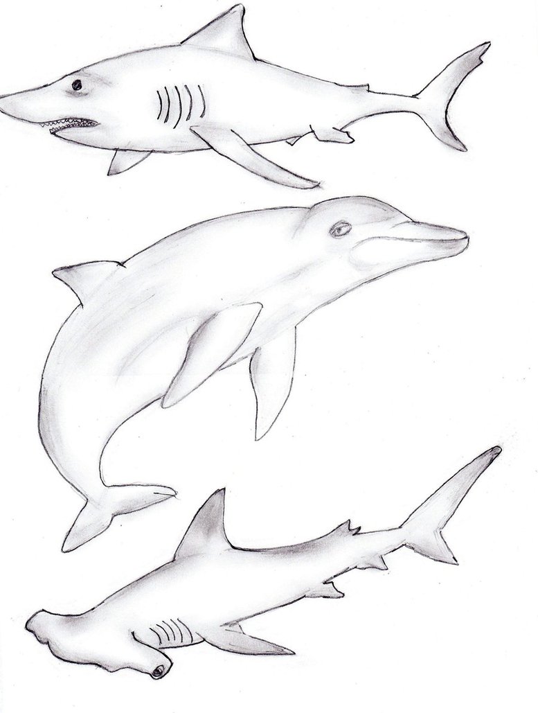 777x1029 Sea Creature Sketch Practice By Therebelwithnocause