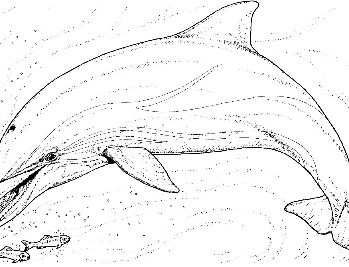 Dolphin Picture Drawing at GetDrawings | Free download