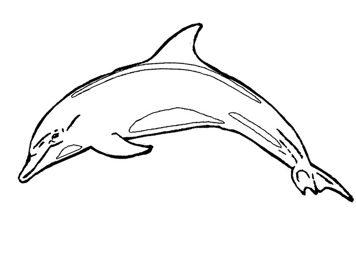 Dolphin Picture Drawing at GetDrawings | Free download