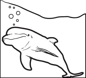 300x274 Free Dolphins Coloring Pages For Kids