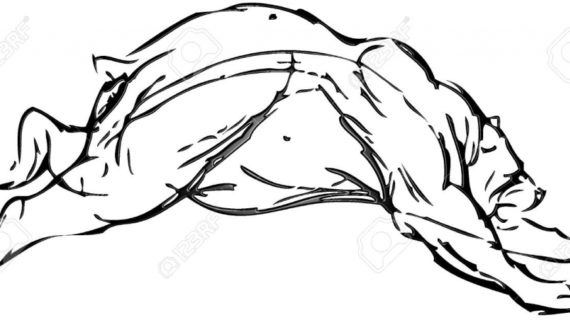 570x320 Simple Bear Drawing Simple Drawing Of A Bear With Vector Effect