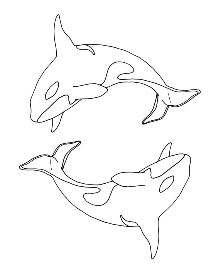 736x897 69 Best Dolphins Images On Dolphins, Common Dolphin