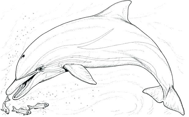 618x383 Printable Dolphin Coloring Pages Free Printable Dolphin Coloring