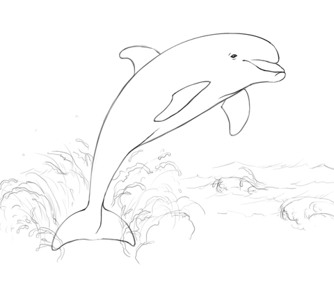 480x405 Dolphin Jumping From Water Coloring Page Free Printable Coloring