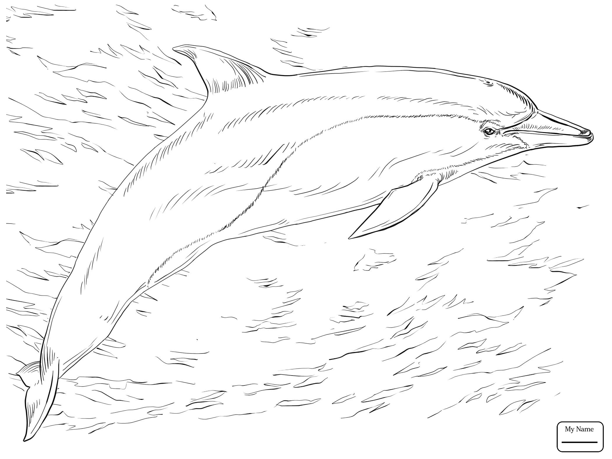 Раскрашивать дельфины. Черноморская Афалина раскраска. Беломордый Дельфин раскраска. Рисунок дельфина Афалина Черноморского. Черноморская Афалина рисунок.