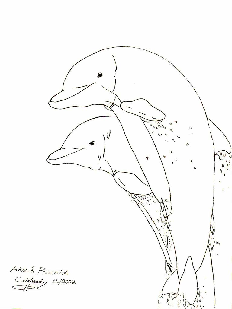 768x1024 Dolphin Sketches