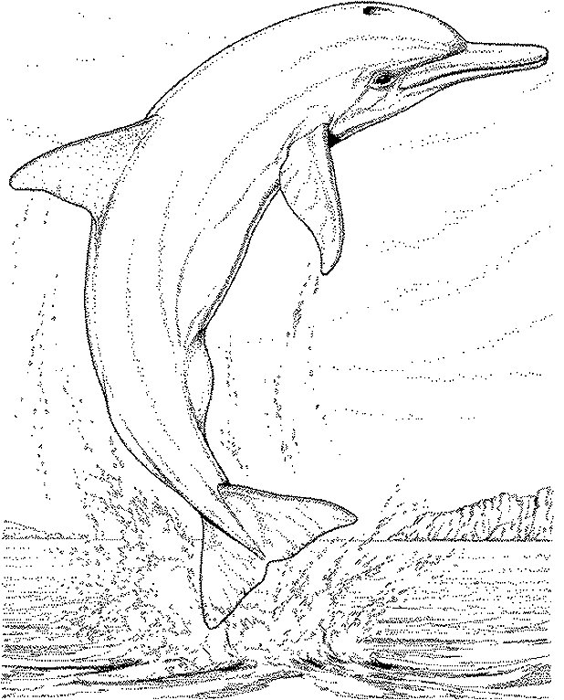 618x766 Love Quotes Simple Steps To Draw A Dolphin For Your Kids 2013 2014