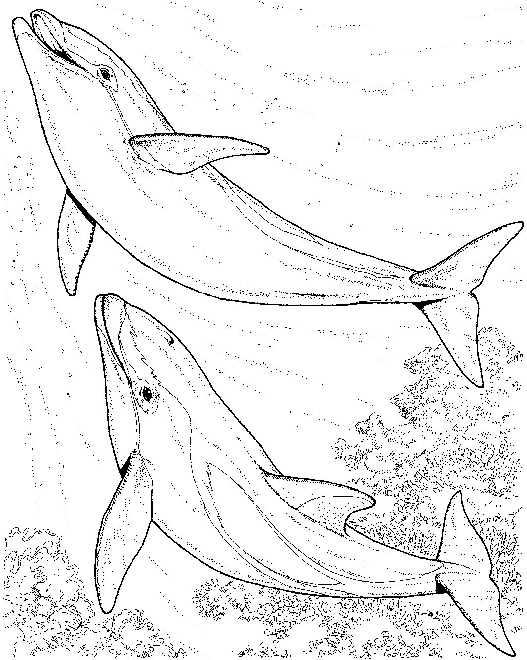 1062x1329 Cool Dolphins Coloring Pages Cool And Best Ide