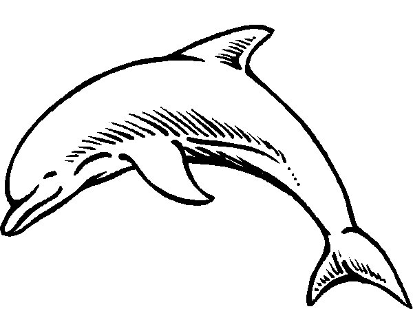 600x449 Drawn Dolphin Graffiti