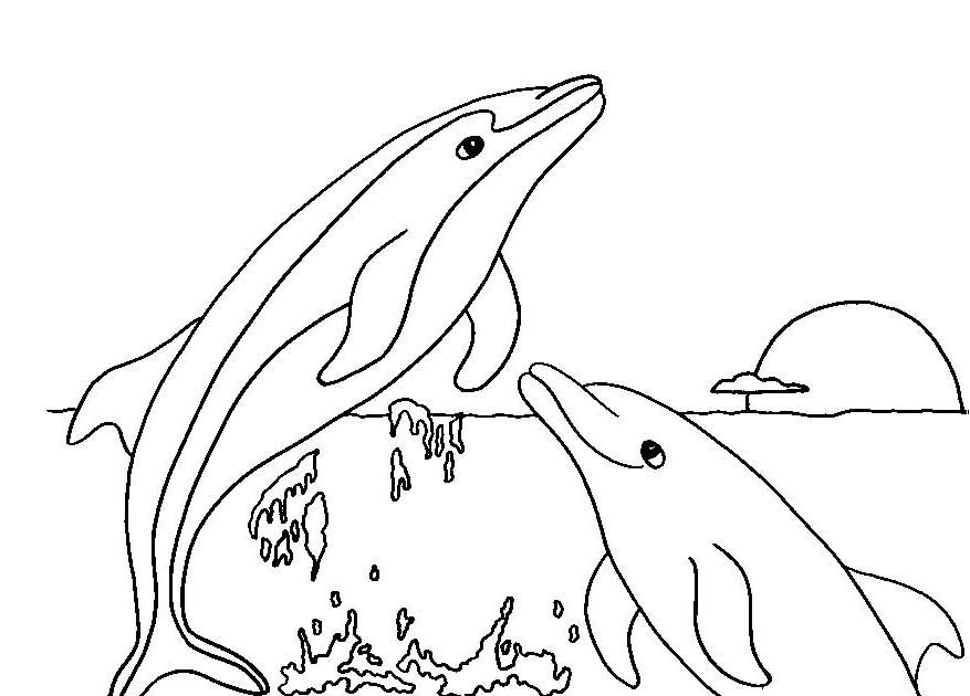 877x630 Free Coloring Pages Of Dolphins To The Print
