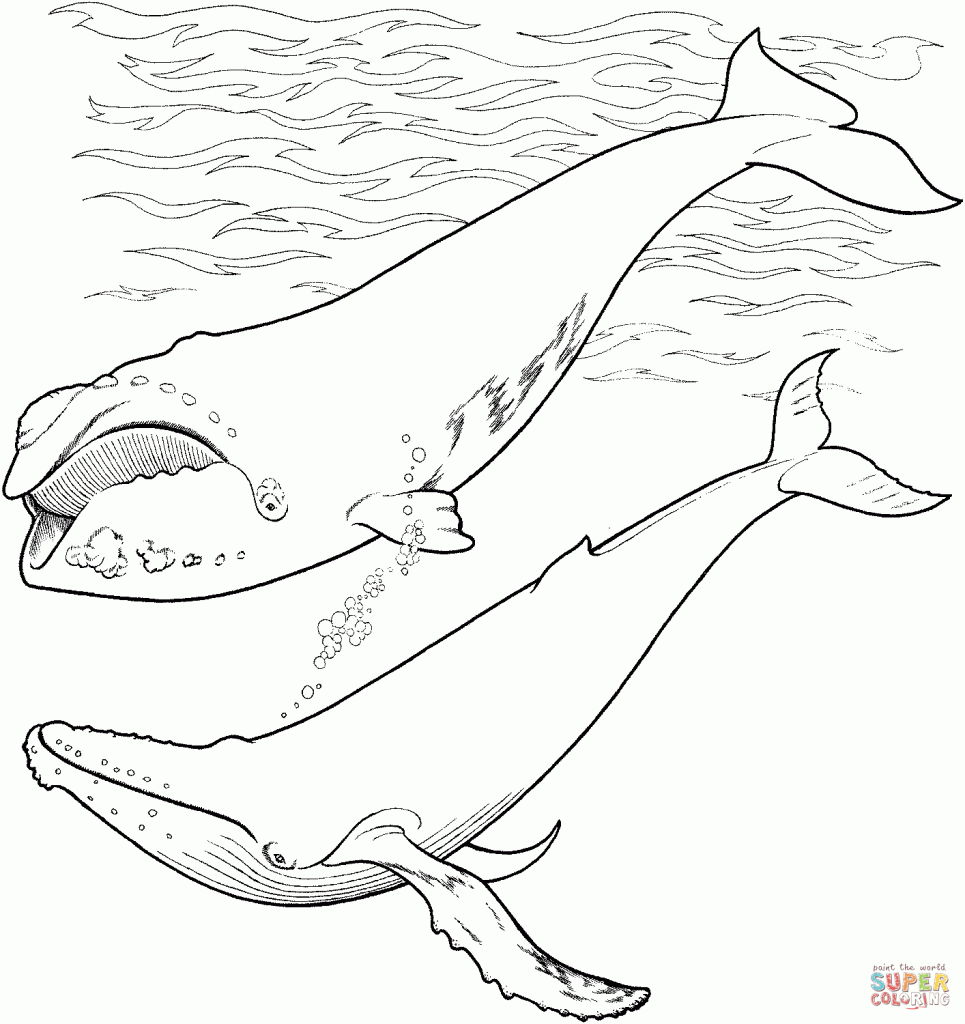 965x1024 Humpback Whale Clipart Color Pencil And Drawing Coloring Pages
