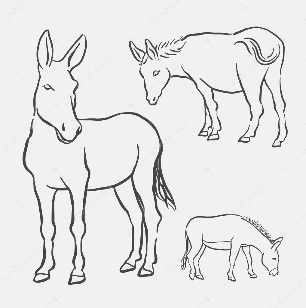 1018x1024 Donkey Pet Mammal Animal Line Art Drawing Stock Vector