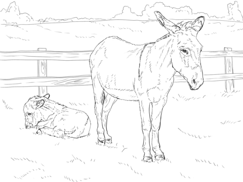 480x360 Donkey With Baby Coloring Page Free Printable Coloring Pages