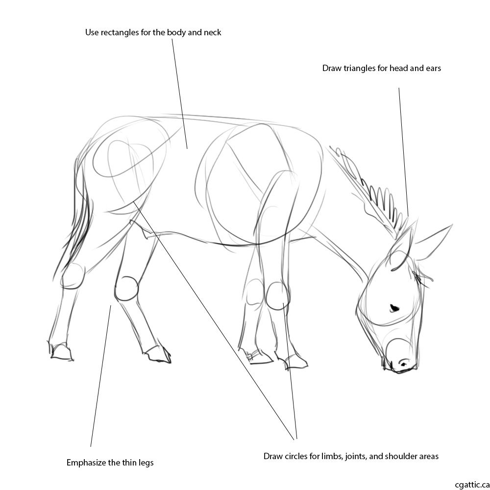 1000x1000 Realistic Donkey Drawing In 4 Steps With Photoshop Donkey