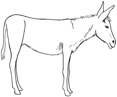 400x332 Donkey5.jpg