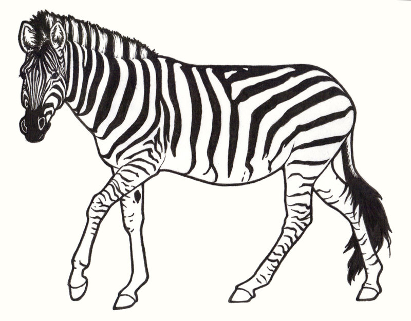 800x625 Drawing How To Draw Animal Footprints Plus How To Draw Zebra