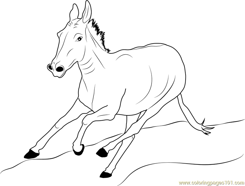 800x606 Donkey Running Coloring Page