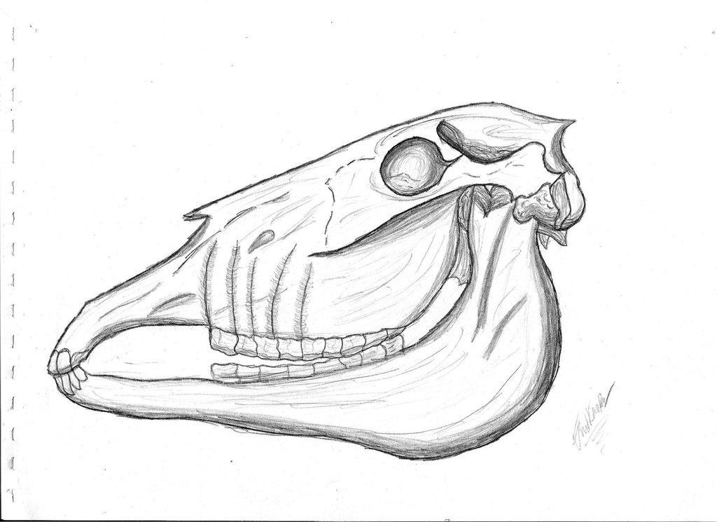 1024x745 Donkey Skull By Corvuscoraxcorax