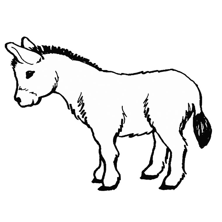 760x760 Donkey