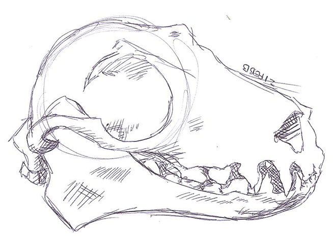 654x471 Bat Skull By Rabid Donkey